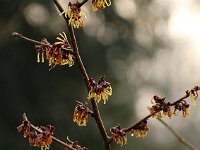 Hamamelis Cyrille 2016 01 23 9121